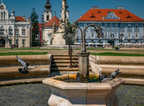47 116 timisoara-Medium